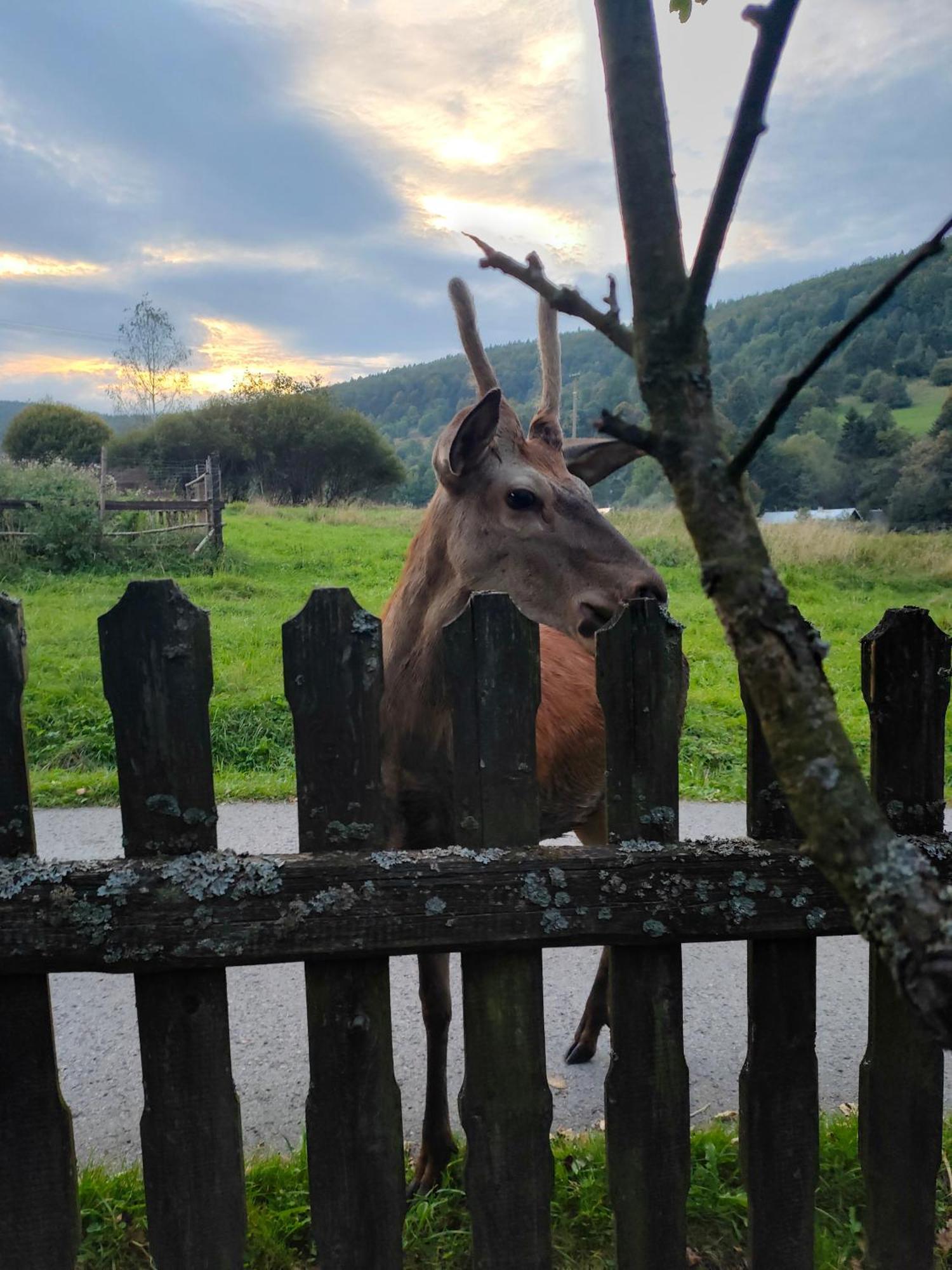 Goralska Czarcia Chata Pod Jalowcem 스트리샤와 외부 사진