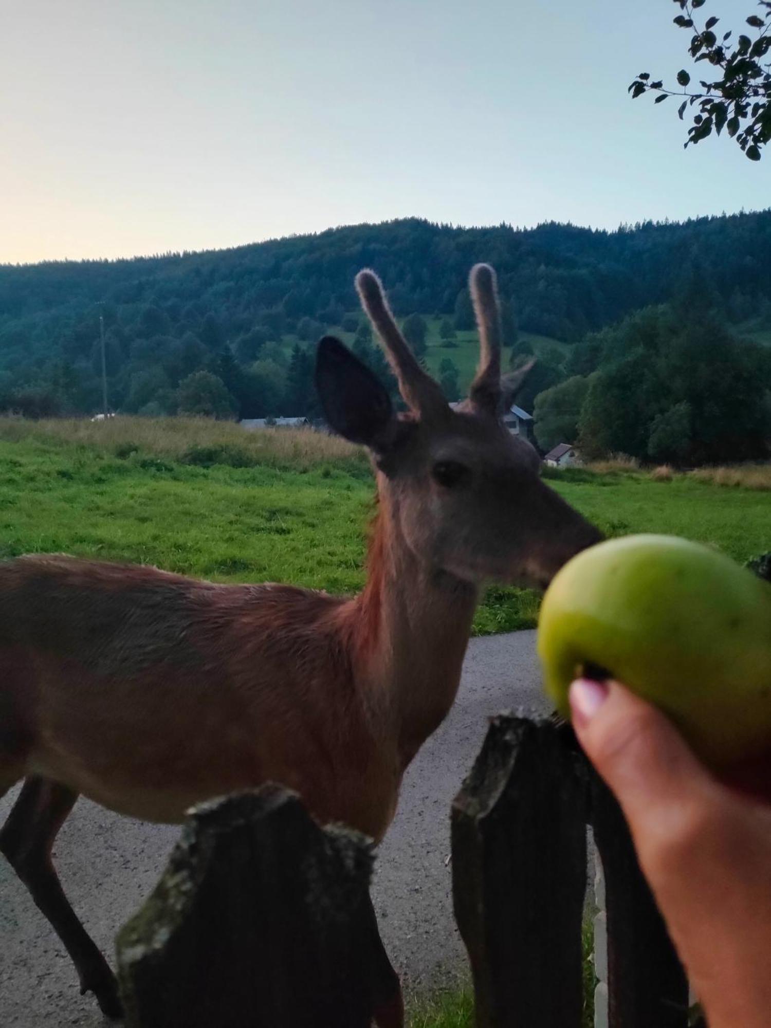 Goralska Czarcia Chata Pod Jalowcem 스트리샤와 외부 사진