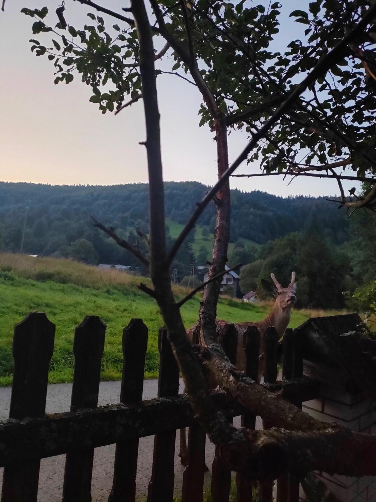 Goralska Czarcia Chata Pod Jalowcem 스트리샤와 외부 사진