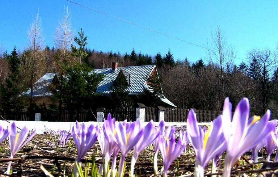 Goralska Czarcia Chata Pod Jalowcem 스트리샤와 외부 사진